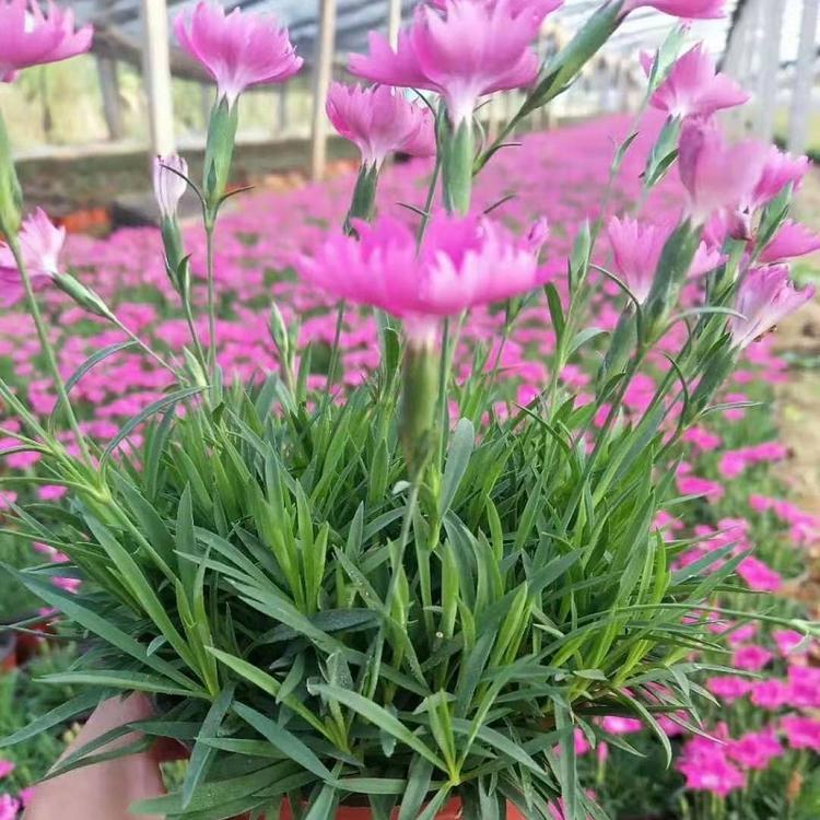 欧石竹 欧石竹批发价格  顺和花卉供应欧石竹