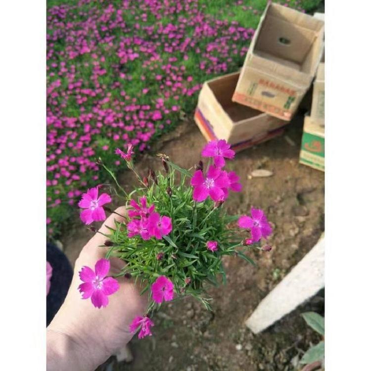 山东欧石竹批发  宿根花卉供应商  时令草花
