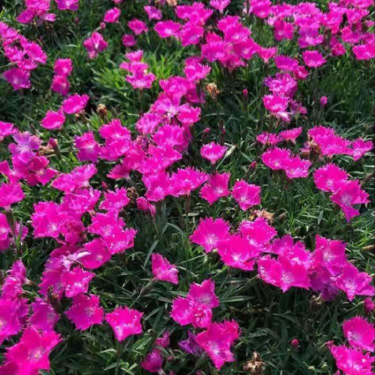 欧石竹花期长  抗寒抗冻欧石竹批发  欧石竹穴盘苗