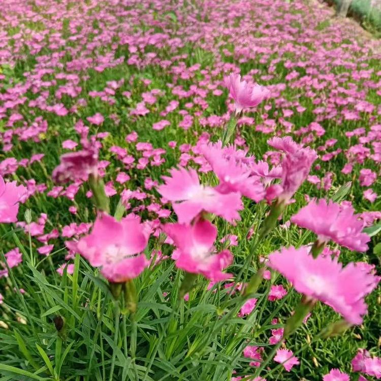 青州欧石竹  欧石竹批发价格  顺和花卉会开花的草坪