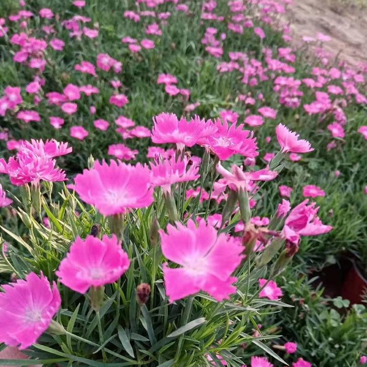 会开花的草坪  山东宿根花卉  欧石竹批发商