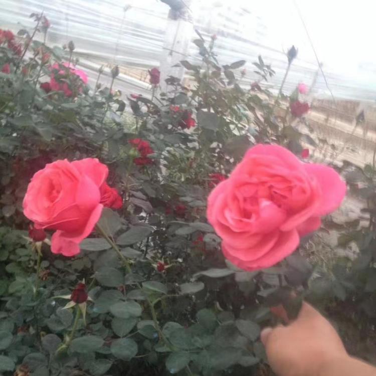 月季   月季种苗