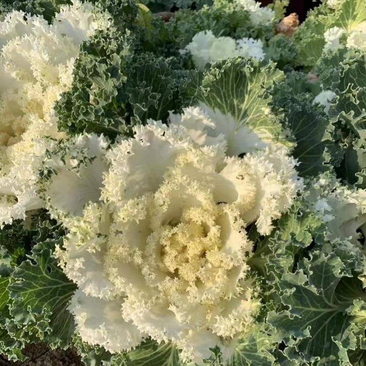 子锐花卉 羽衣甘蓝基地 青州羽衣甘蓝批发优惠