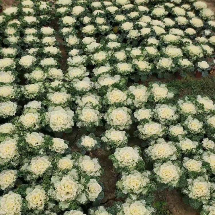 批发羽衣甘蓝 子锐耐寒观叶花卉羽衣甘蓝 紫色羽衣甘蓝基地