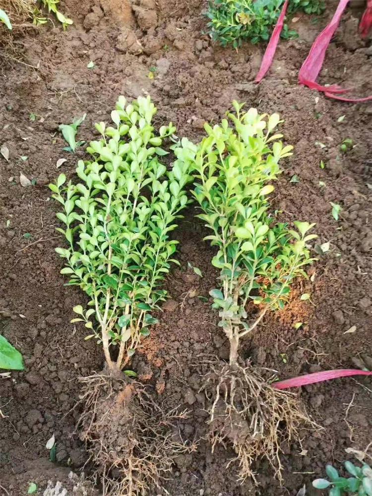 大量供应大叶黄杨价格  大量供应质量可信可靠
