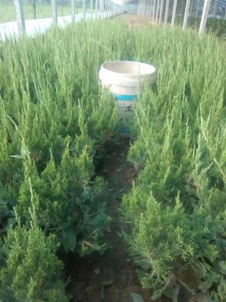 大量供应  小龙柏现货出售  大量供应全国发货