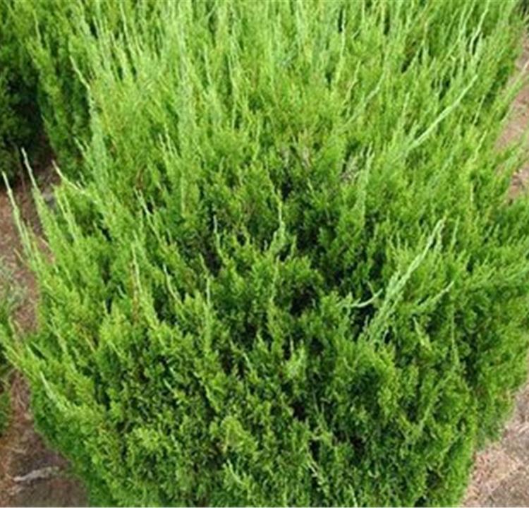 大量供应  小龙柏供应商  大量供应质量可信可靠