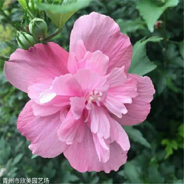 山东丛生木槿批发 木槿价格 木槿供应基地