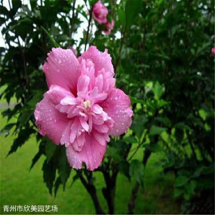 丛生木槿批发商 丛生木槿价格 山东青州木槿供应