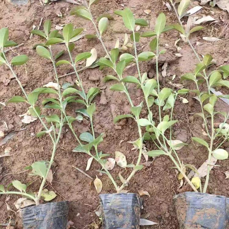 大叶扶芳藤种植基地 大叶扶芳藤价格 山东大叶扶芳藤基地