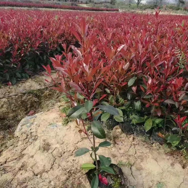红叶石楠种植基地 红叶石楠价格 山东子锐营养钵红叶石楠