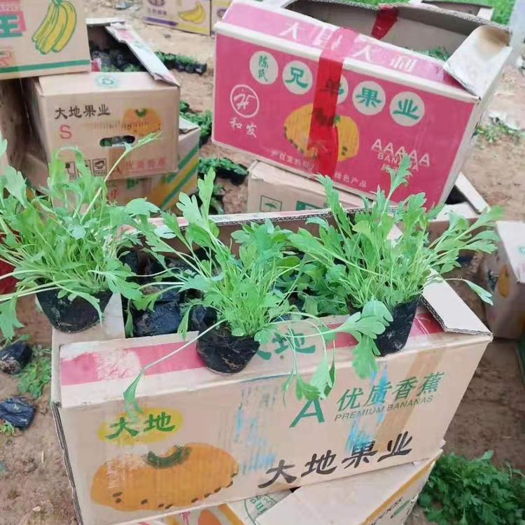 冰岛虞美人种植基地 冰岛虞美人价格 营养钵冰岛虞美人