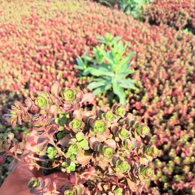 红叶景天种植基地 红叶景天价格 营养钵红景天 红景天价格