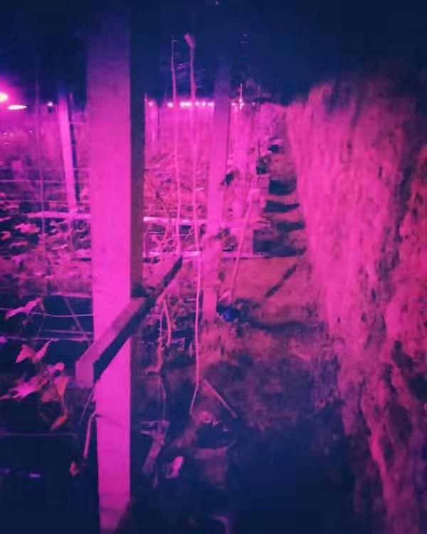 大量供应植物生长补光灯价格实惠  大量供应植物生长补光灯