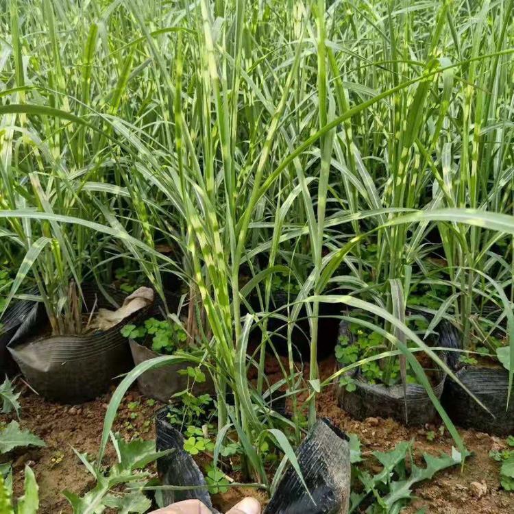 斑叶芒报价  潍坊斑叶芒  大量供应