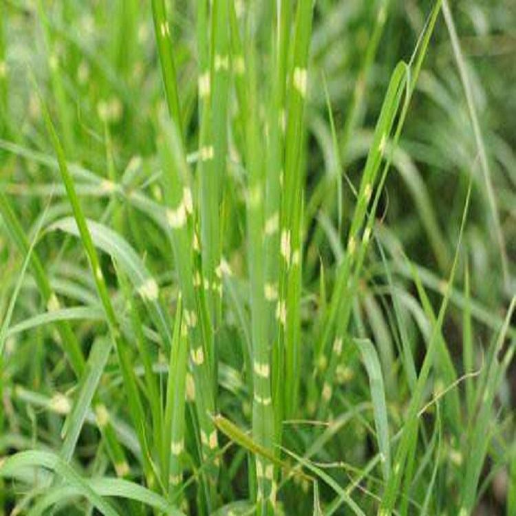 斑叶芒基地  潍坊斑叶芒  价格实惠