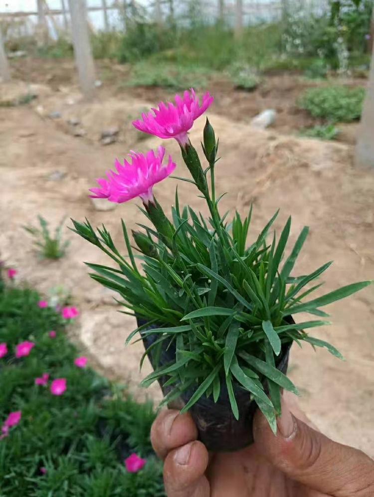 欧石竹穴盘苗批发  欧石竹小苗  欧石竹苗价格