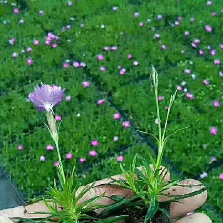 欧石竹小苗批发  穴盘苗欧石竹种植基地  欧石竹杯苗