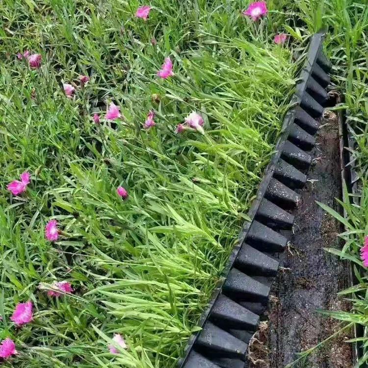 欧石竹杯苗批发  欧石竹小苗  欧石竹穴盘苗  山东宿根花卉