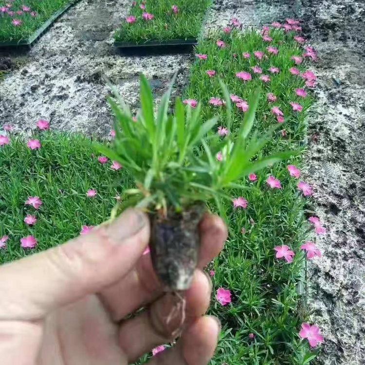 欧石竹小苗  欧石竹穴盘苗批发价格