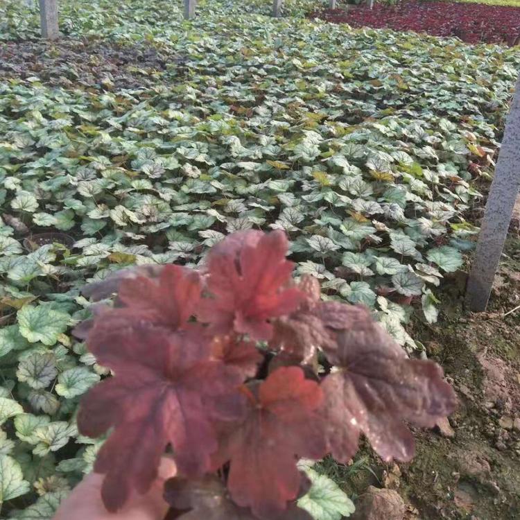 矾根种苗   矾根小苗  矾根厂家