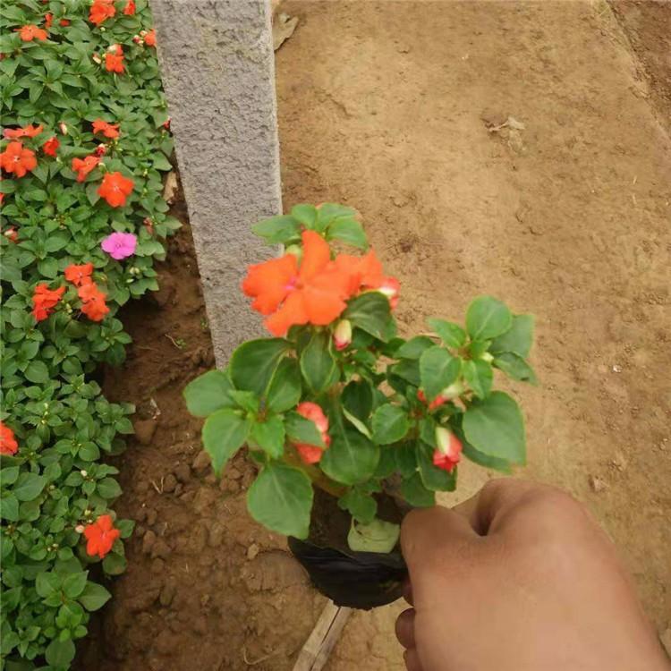 凤仙花种苗  凤仙花小苗   凤仙花厂家