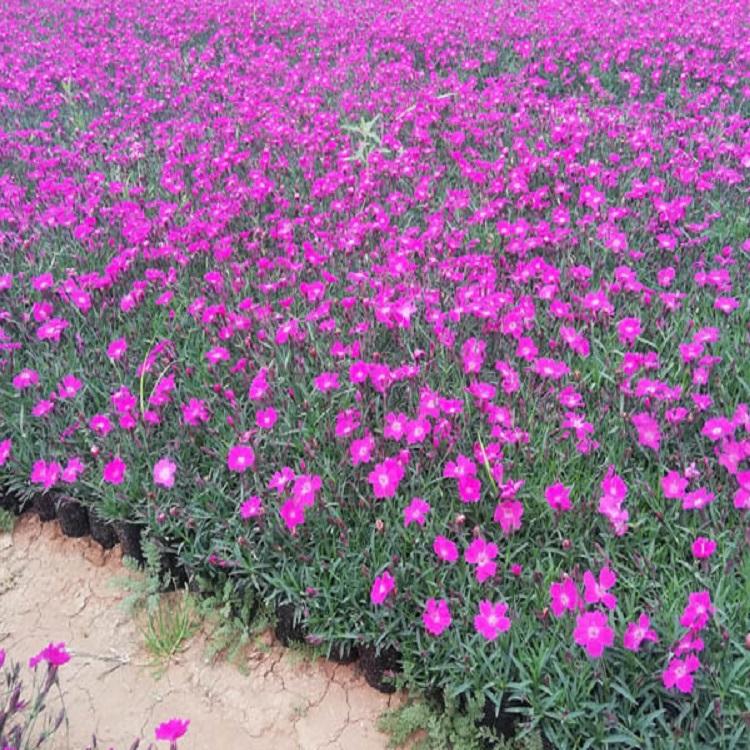 粉黛乱子草批发价格 山西粉黛乱子草