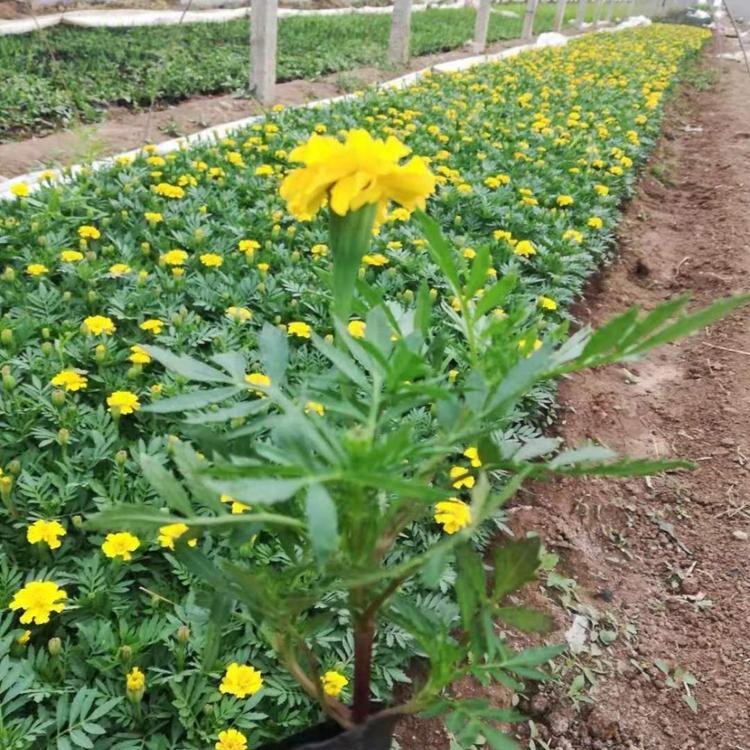 孔雀草种苗  孔雀草  孔雀草厂家
