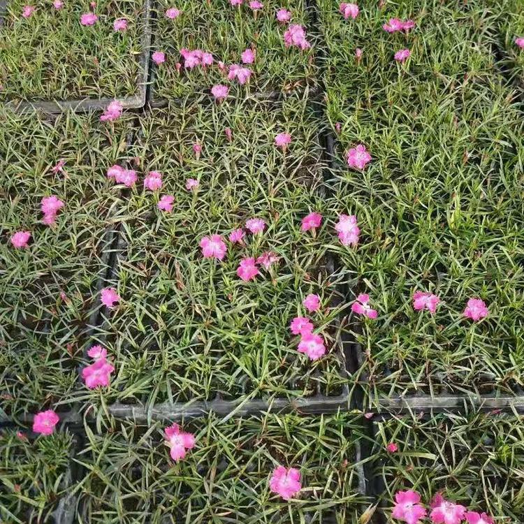 青州欧石竹穴盘苗批发  山东欧石竹小苗价格  欧石竹培育基地