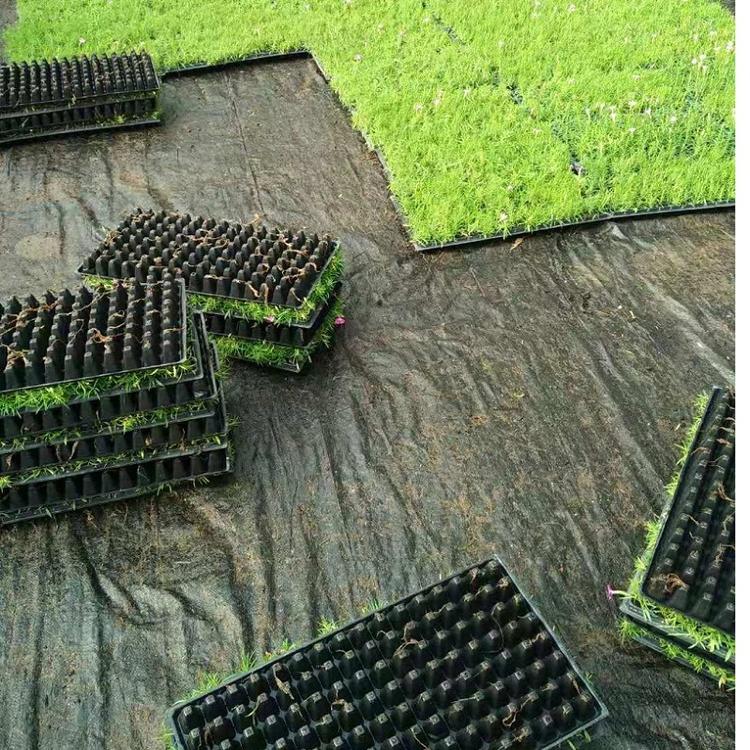 供应欧石竹穴盘苗 欧石竹小苗批发价格