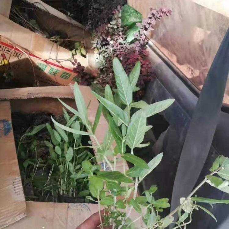 千屈菜   千屈菜种苗   千屈菜小苗