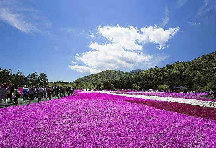 批发芝樱 时令草花芝樱价格  芝樱基地