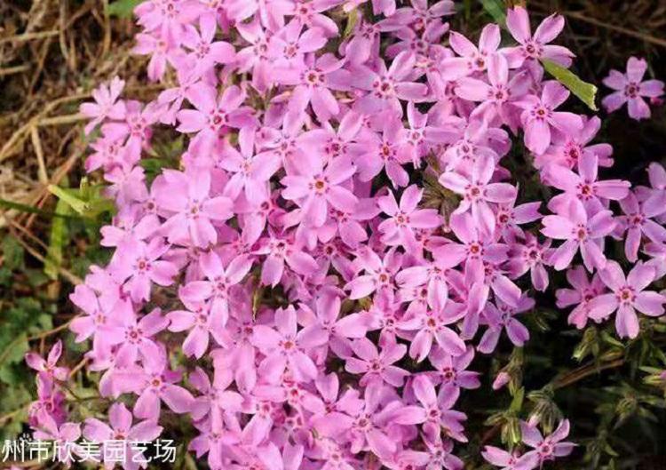 芝樱批发 时令宿根芝樱基地  芝樱价格