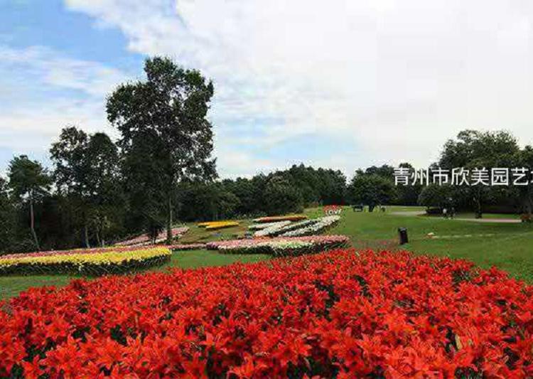 芝樱价格 时令宿根芝樱批发 芝樱基地