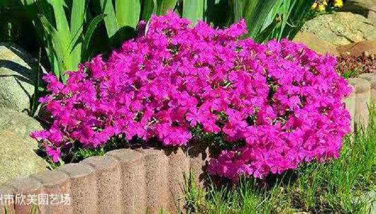 芝樱盆栽 时令宿根芝樱批发 芝樱种植基地
