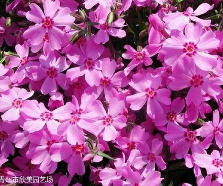双色盆芝樱 宿根草花-芝樱价格 芝樱批发基地