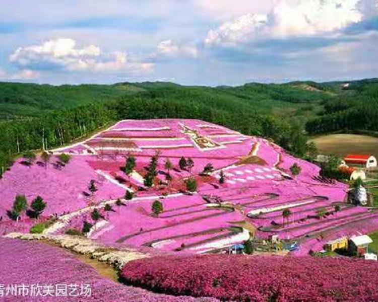 山东芝樱批发 青州芝樱价格 芝樱批发商