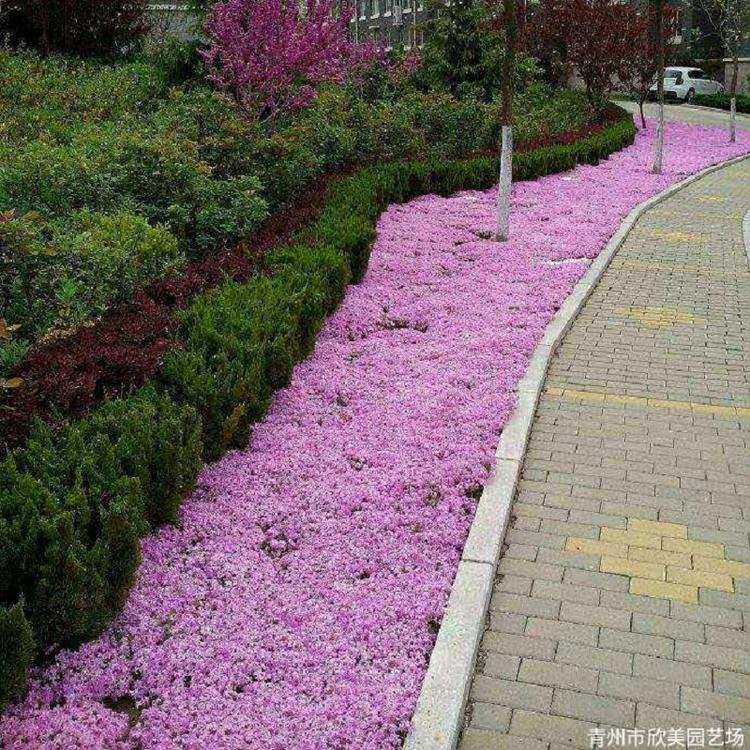 青州芝樱批发 山东芝樱价格 供应芝樱
