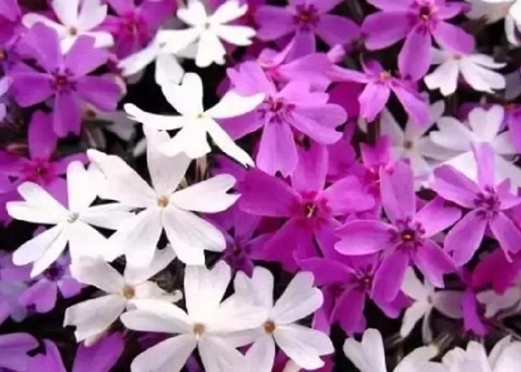 芝樱种植基地 山东芝樱批发价格 青州芝樱供应