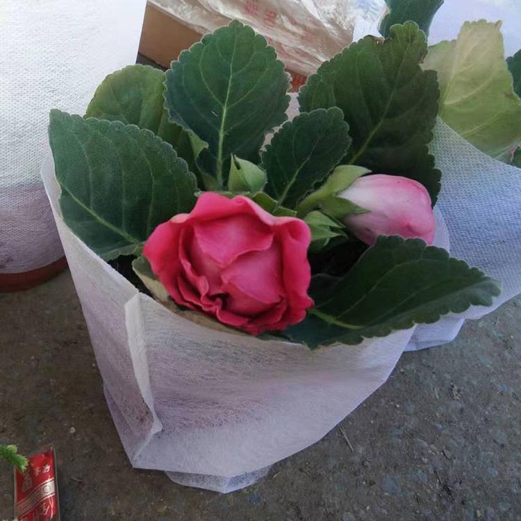 大岩桐价格 大岩桐批发商【青州凯洋花卉】