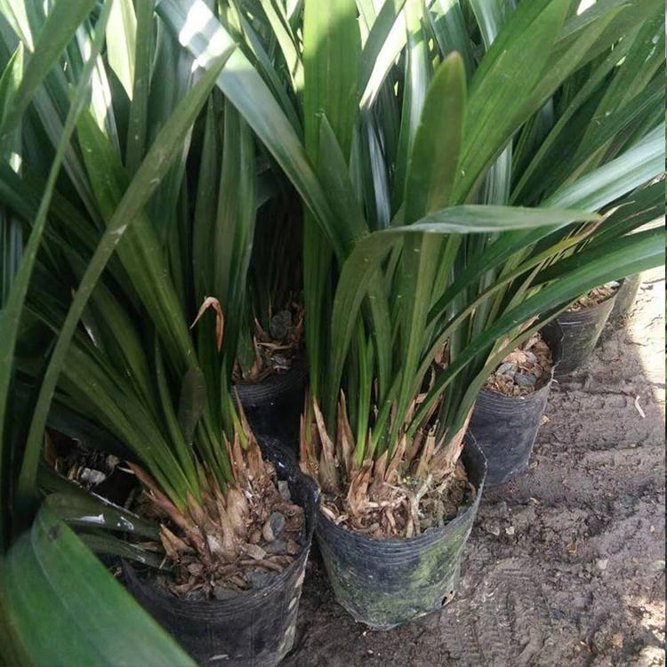 墨兰_室内绿植墨兰基地种植_凯洋花卉批发墨兰
