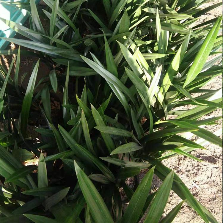 基地种植墨兰  墨兰盆栽供应商【凯洋】