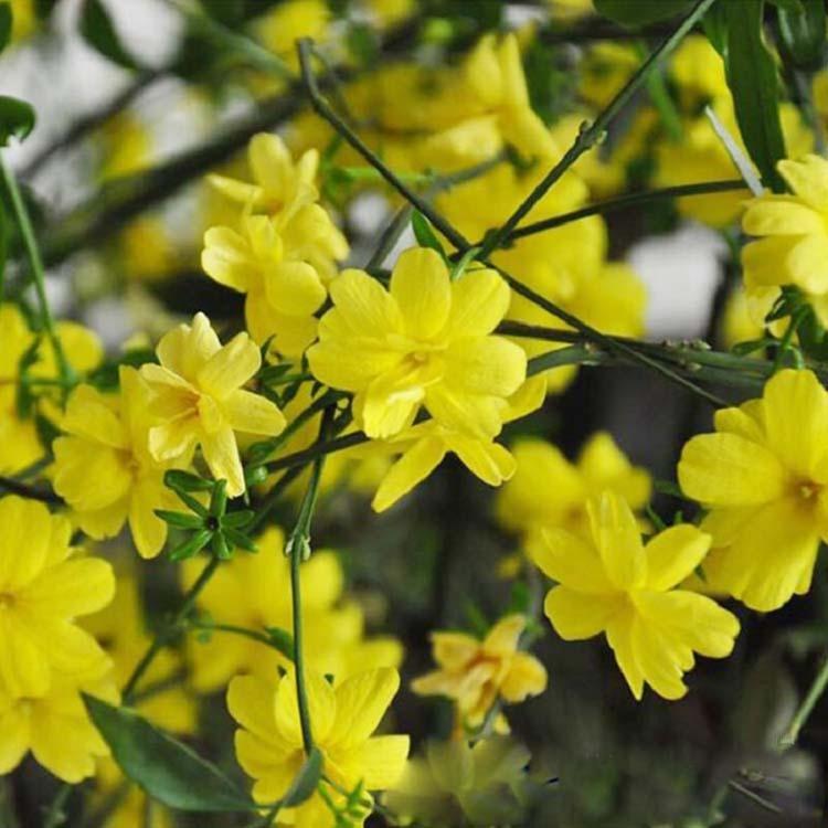 迎春  迎春花  山东迎春花批发价格
