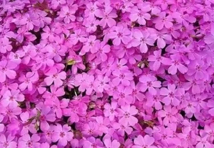山东芝樱批发商 青州芝樱供应商 芝樱基地直销