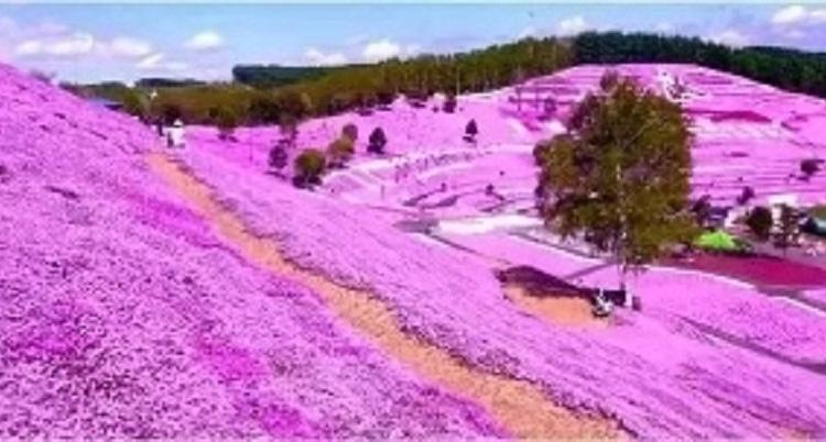 青州时令草花批发 芝樱供应商 芝樱价格