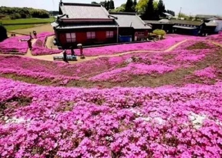 丛生福禄考批发 丛生福禄考供应商 宿根花卉基地