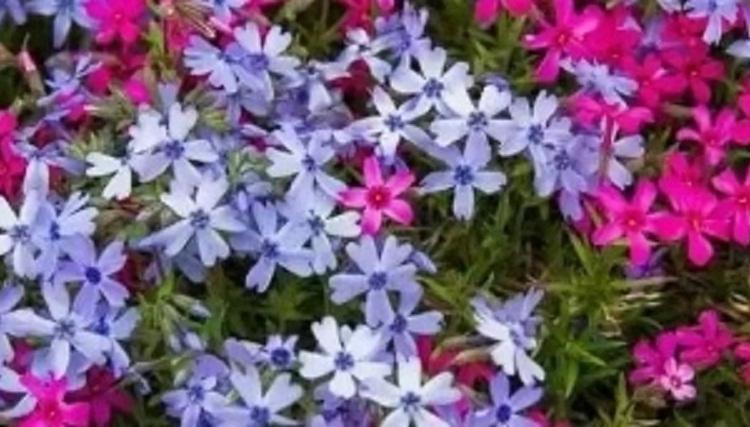 丛生福禄考地被苗批发 丛生福禄考花坛栽植 福禄考价格