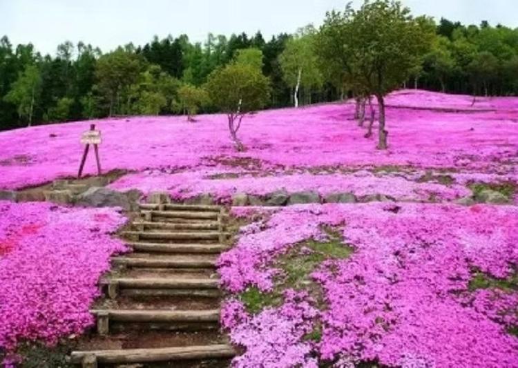 球场花坛栽植丛生福禄考 丛生福禄考批发 福禄考基地