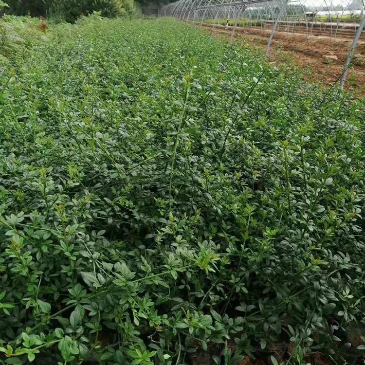盆栽迎春花批发  迎春花种植基地