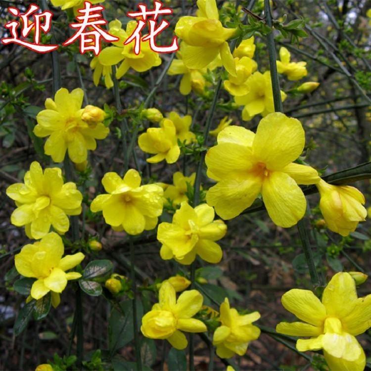 园林绿化用迎春花批发  盆栽迎春花价格